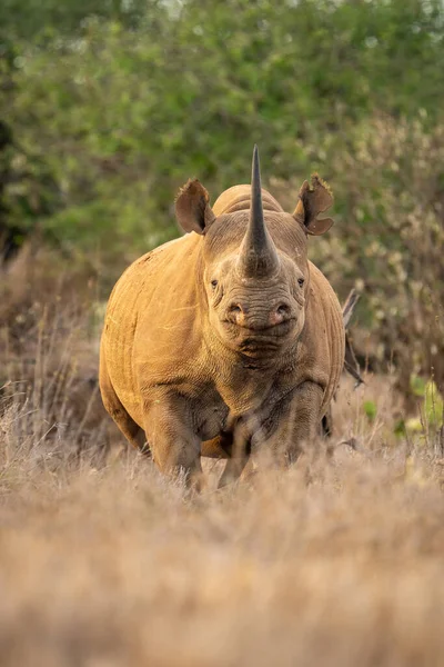 Black Rhino Stands Pointing Straight Camera — Stock Photo, Image