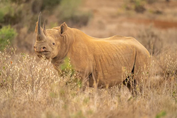 Zwarte Neushoorn Staat Camera Kijken Tussen Struiken — Stockfoto