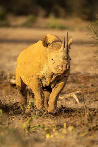 Black Rhino Stands Watching Camera Bushes — Stock Photo, Image