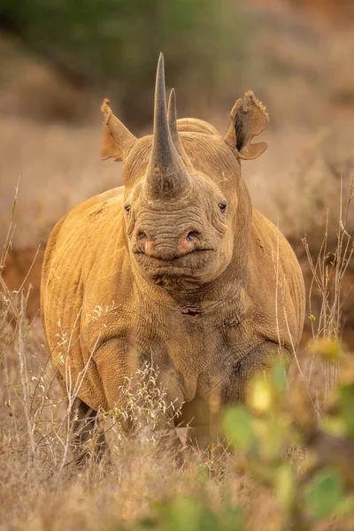 Spitzmaulnashorn Steht Vor Kamera Hinter Kaktus — Stockfoto