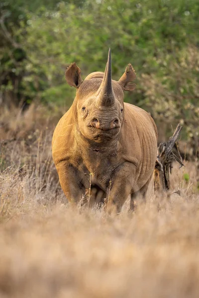 Чёрный Носорог Стоит Смотрит Камеру Траве — стоковое фото