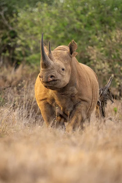 Zwarte Neushoorn Staat Kijken Met Één Oog — Stockfoto