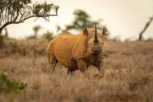 Rhino Noir Trots Sur Herbe Caméra Eyeing — Photo