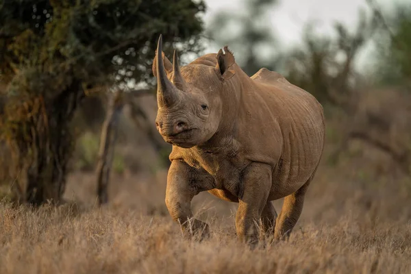 Rhino Noir Trotte Vers Caméra Delà Des Arbres — Photo