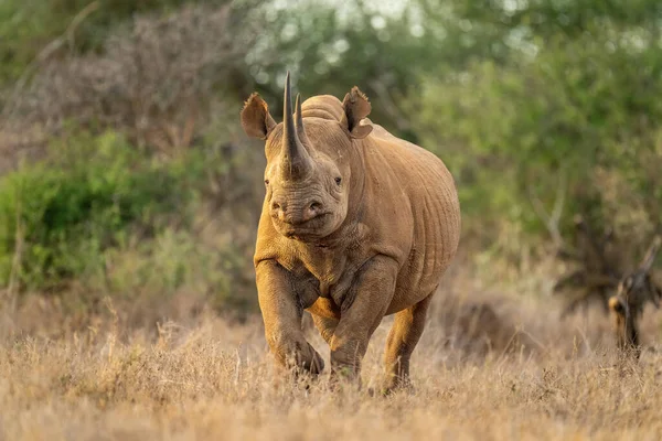 Preto Rinoceronte Trots Para Câmera Clareira — Fotografia de Stock