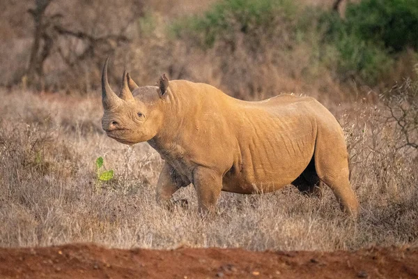 검은코뿔소는 풀밭을 거닐면서 카메라를 — 스톡 사진