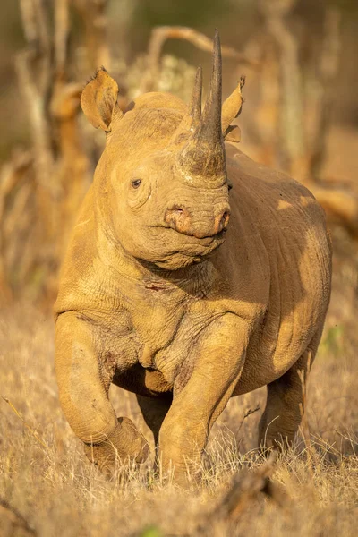 Black Rhino Walks Camera Sunshine — Stock Photo, Image