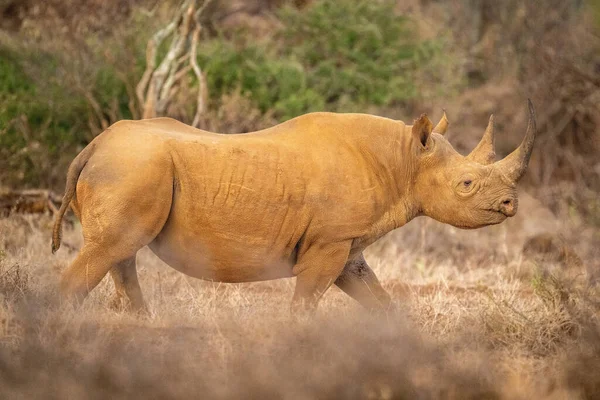 Rhinocéros Noir Marche Sur Herbe Profil — Photo