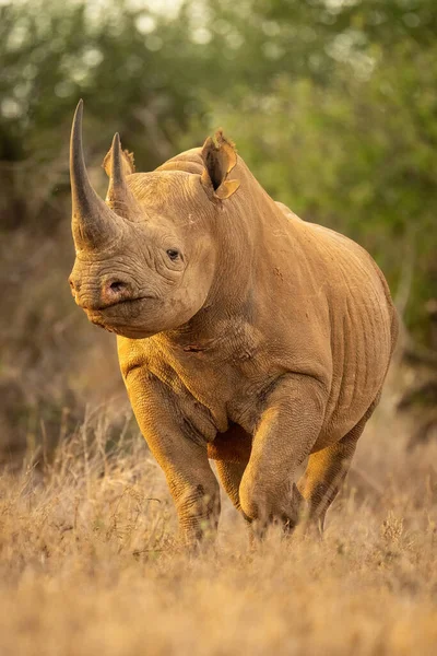 Zwarte Neushoorn Loopt Door Gras Eyeing Camera — Stockfoto