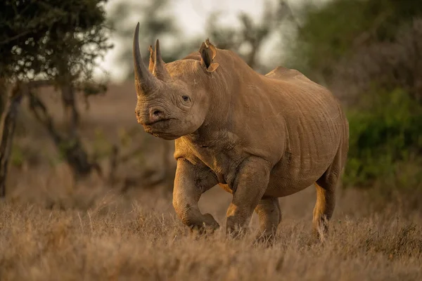 Чёрный Носорог Идёт Камере Поляне — стоковое фото