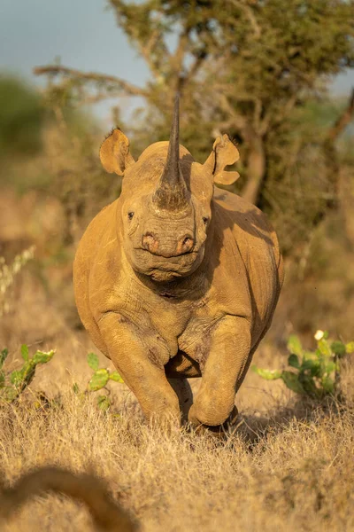 Rhinocéros Noir Marche Vers Caméra Travers Les Cactus — Photo