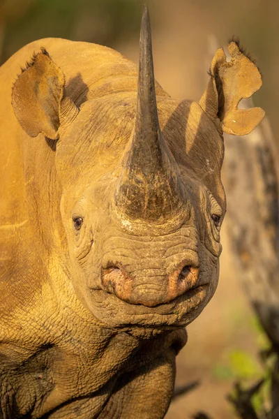 Крупный План Черного Носорога Смотрящего Камеру — стоковое фото