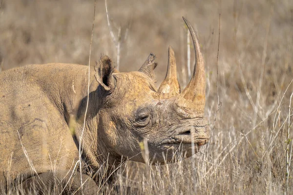Gros Plan Rhinocéros Noir Couché Dans Herbe — Photo