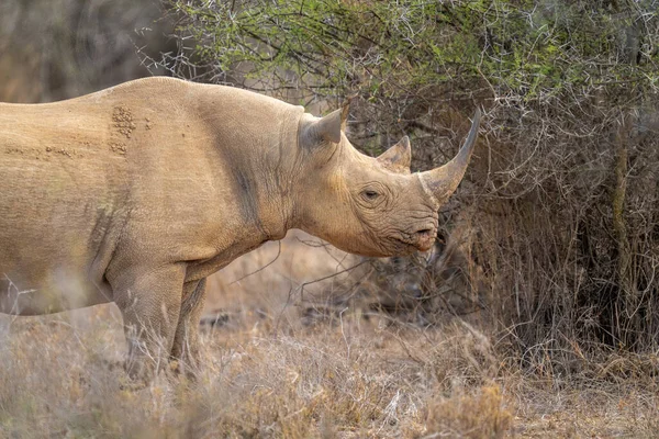 Gros Plan Rhinocéros Noir Debout Près Buisson — Photo