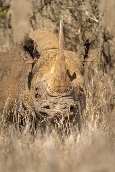 Nahaufnahme Von Spitzmaulnashorn Das Neben Busch Liegt — Stockfoto