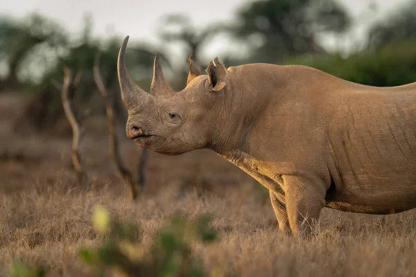 Gros Plan Rhinocéros Noir Debout Dans Savane — Photo