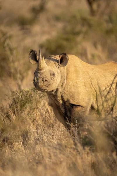 Gros Plan Caméra Surveillance Rhinocéros Noir — Photo