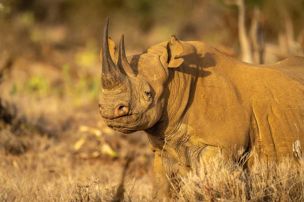 Close Rinoceronte Preto Com Holofotes — Fotografia de Stock