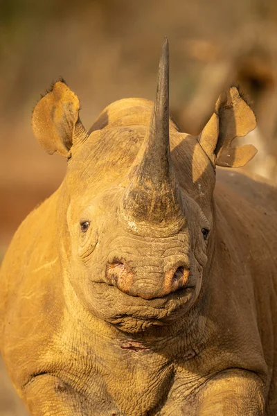 Chamado de rinoceronte Stock Photos, Royalty Free Chamado de