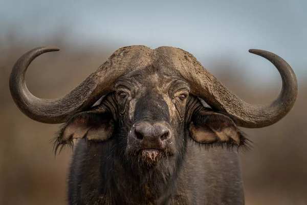 Álló Cape Buffalo Szemkamera Közeli Felvétele — Stock Fotó