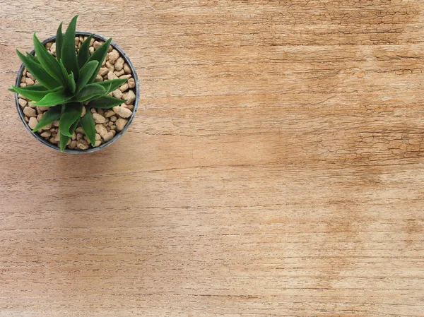 Üst manzara, kaktüs ve tahta masa. Metnin için kopyalama alanı olan düz uzan