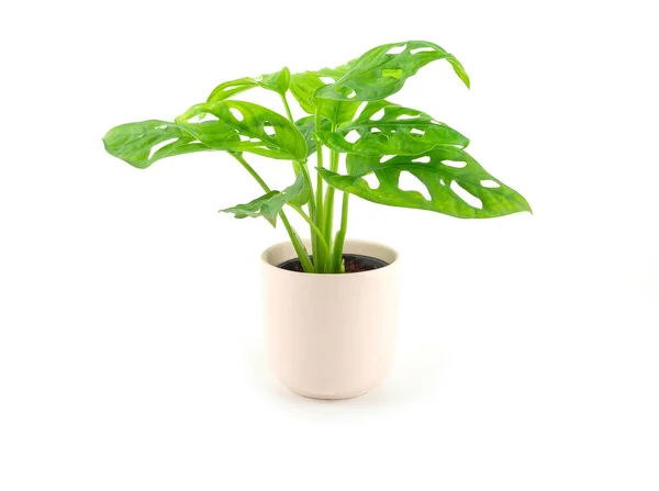 Monstera adansonii (Monstera Obliqua Miq) 