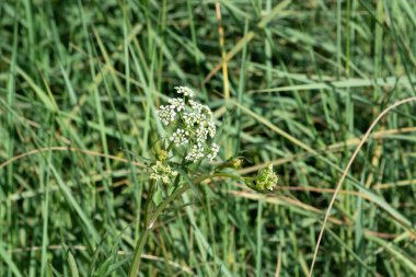 Grows near the banks of the Karatal River. Kazakhstan, Zhetysu region.