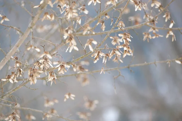 Semillas Arce Seco Árbol Naturaleza Primavera Temprana — Foto de Stock