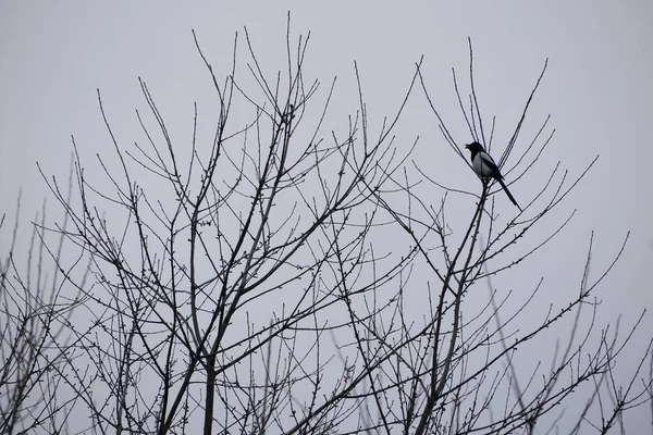 Pájaro Urraca Árbol Sosteniendo Algo Fondo Cielo Gris —  Fotos de Stock