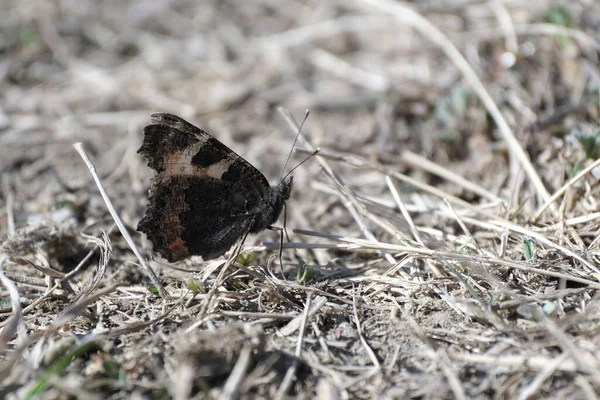 Borboleta Chão Início Primavera Primeira Borboleta Época Borboleta Laranja Marrom — Fotografia de Stock