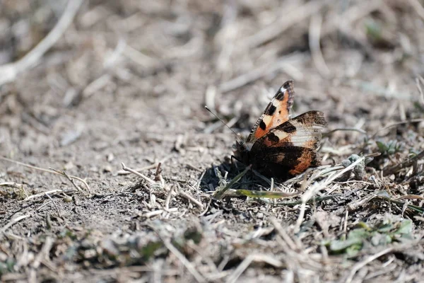 Motyl Ziemi Wczesną Wiosną Pierwszy Motyl Sezonu Motyl Pomarańczowy Brązowy — Zdjęcie stockowe