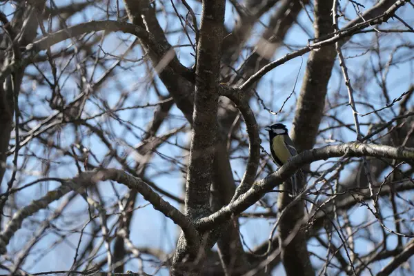 Great Tit Singing Branch Tiny Yellow Bird Tree Nature Singing — Stockfoto