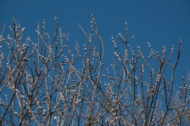 Blooming willow tree in nature, catkin or pussy willow. Spring bloom in nature, first sign of spring. Sky as the background. Tree in nature.