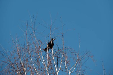 Doğada ağaçtaki çaylak kuş. Siyah kuş dalda dinleniyor, mavi gökyüzü arkaplanı.