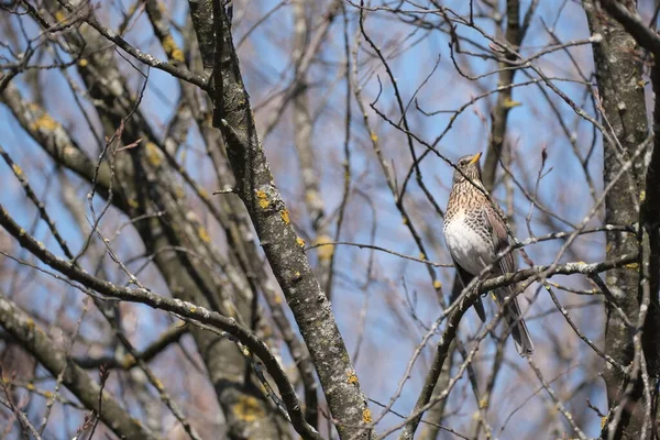 自然の枝には 野生の自然環境では鳥をスローします 木の上の鳥青空の背景 — ストック写真