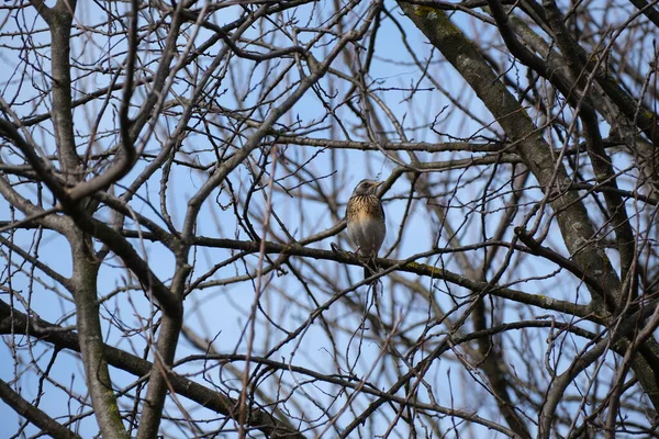 自然の枝には 野生の自然環境では鳥をスローします 木の上の鳥青空の背景 — ストック写真