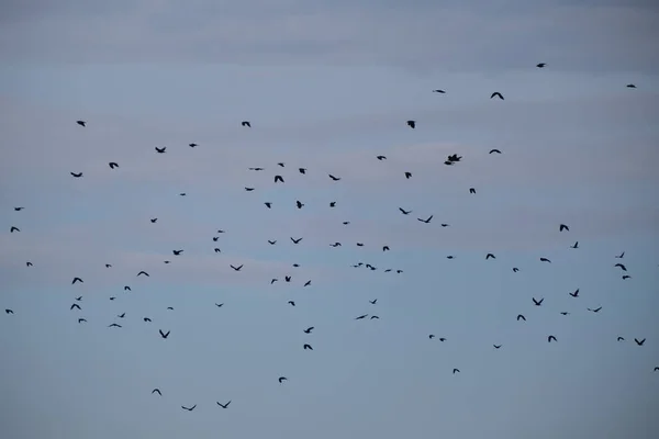 Siyah Kuşlar Uçuyor Mavi Gökyüzü Günbatımında Kuşlar Kuşlar Hareket Halinde — Stok fotoğraf