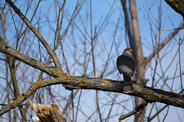 枝に雀 自然の中で鷹を閉じ 木の上で休んで祈る鳥 自然環境下でのラプター鳥 — ストック写真
