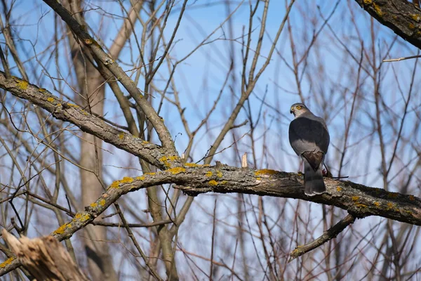 Gavilán Una Rama Halcón Cerca Naturaleza Pájaro Oración Descansando Sobre —  Fotos de Stock