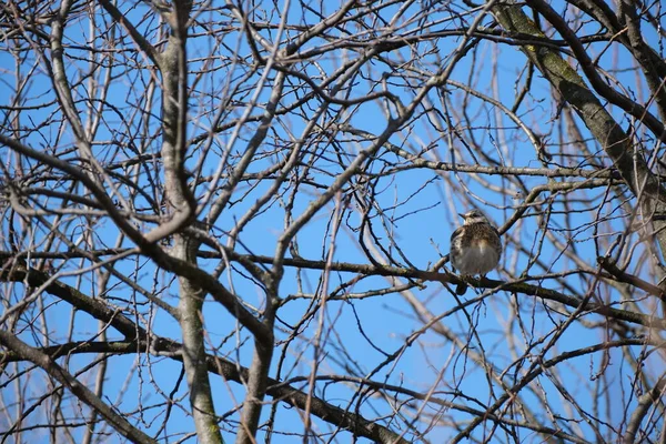 木の上で自然の中で歌のスラッシュ鳥 ふわふわの羽 野生の自然環境での鳥 — ストック写真