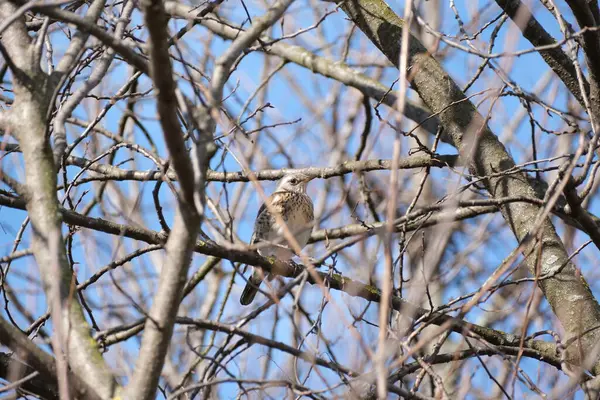 歌の自然環境では 鳥のツリーにあなたを見て急いで鳥 鳥はカメラを直接見て — ストック写真