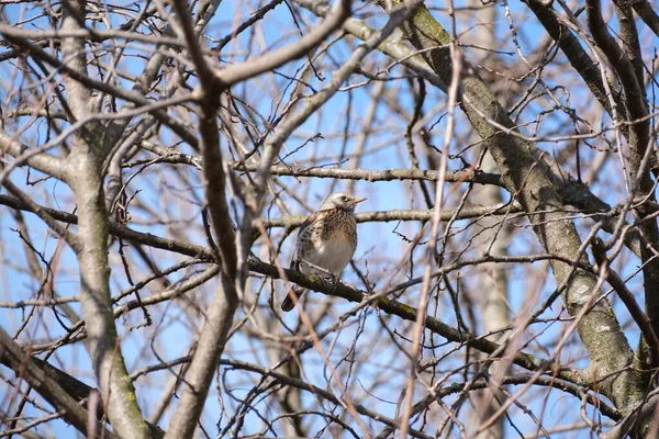 太陽の光の下で休んでいる木の上の鳥 自然環境での歌のスラッシュ鳥 — ストック写真