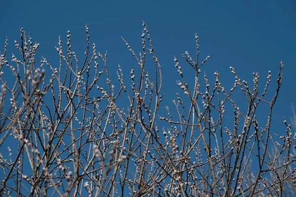 Blooming Willow Tree Nature Catkin Pussy Willow Spring Bloom Nature — Fotografia de Stock