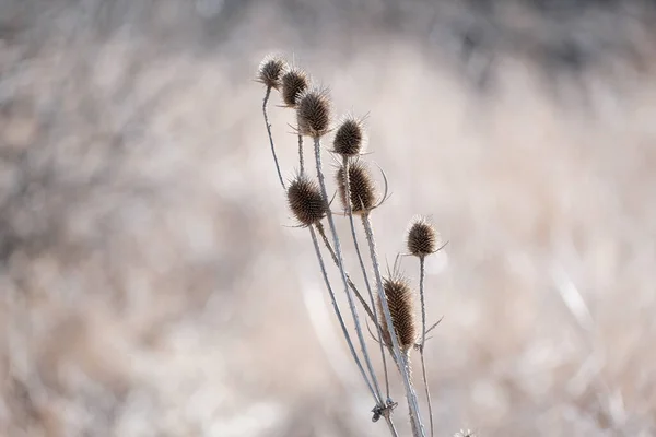 Teasel Salvaje Naturaleza Principios Primavera Fotografía Naturaleza Marrón Cerca Plantas — Foto de Stock