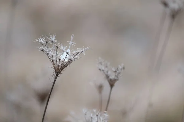 Plantas Secas Naturaleza Principios Primavera Planta Con Hielo Hielo Dentro — Foto de Stock