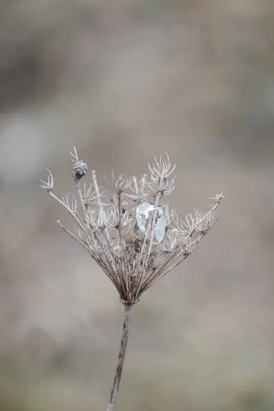 Plantas Secas Natureza Início Primavera Planta Com Gelo Gelo Dentro — Fotografia de Stock