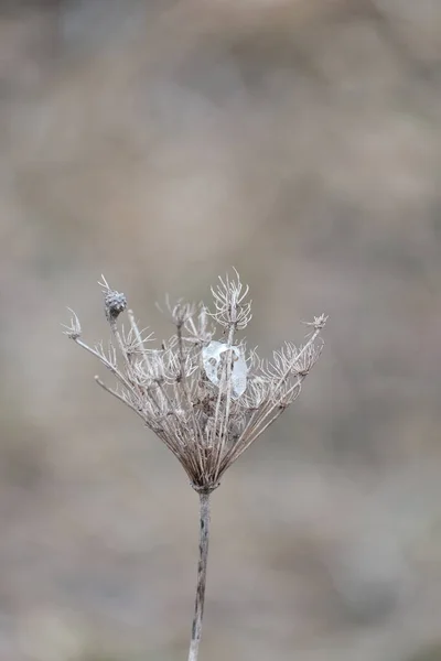 Plantes Sèches Dans Nature Tôt Printemps Plante Avec Glace Glace — Photo