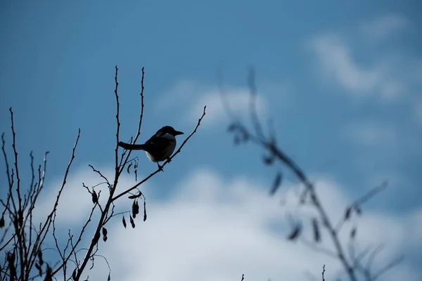 Птах Дереві Блакитне Небо Задньому Плані Чорно Білий Птах Дикій — стокове фото