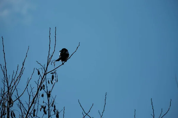 Magpie Pássaro Céu Azul Árvore Fundo Pássaro Preto Branco Natureza — Fotografia de Stock