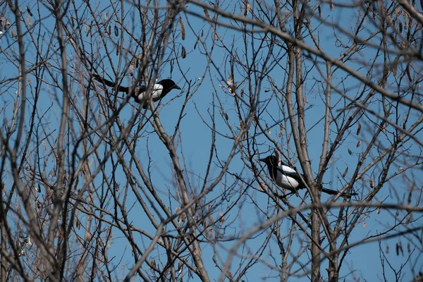 Two magpie bird on the tree, black and white bird in nature, blue sky background, birds in natural environment.